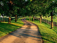 Tree-Lined Drive on Horse Farm, Kentucky